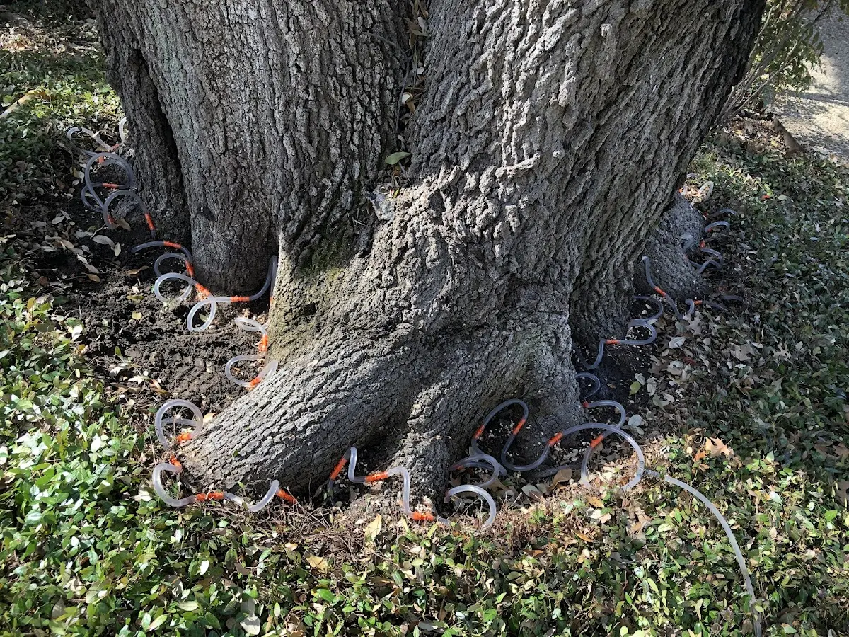Detailed Shrub and Hedge Trimming job site in Bartlett