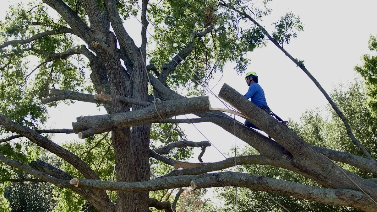 Professional Crown Thinning performed by certified arborists in Bartlett