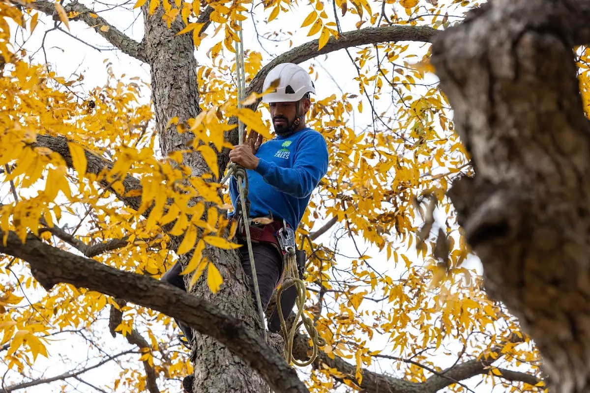 Skilled Tree Pruning crew working in Bartlett